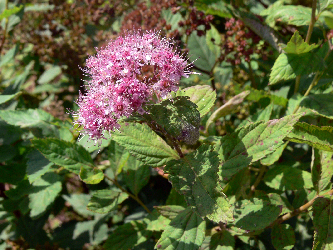 Image of Spiraea japonica specimen.