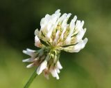 Trifolium repens. Соцветие. Амурская обл., Бурейский р-н, окр. с. Малиновка. 18.07.2016.