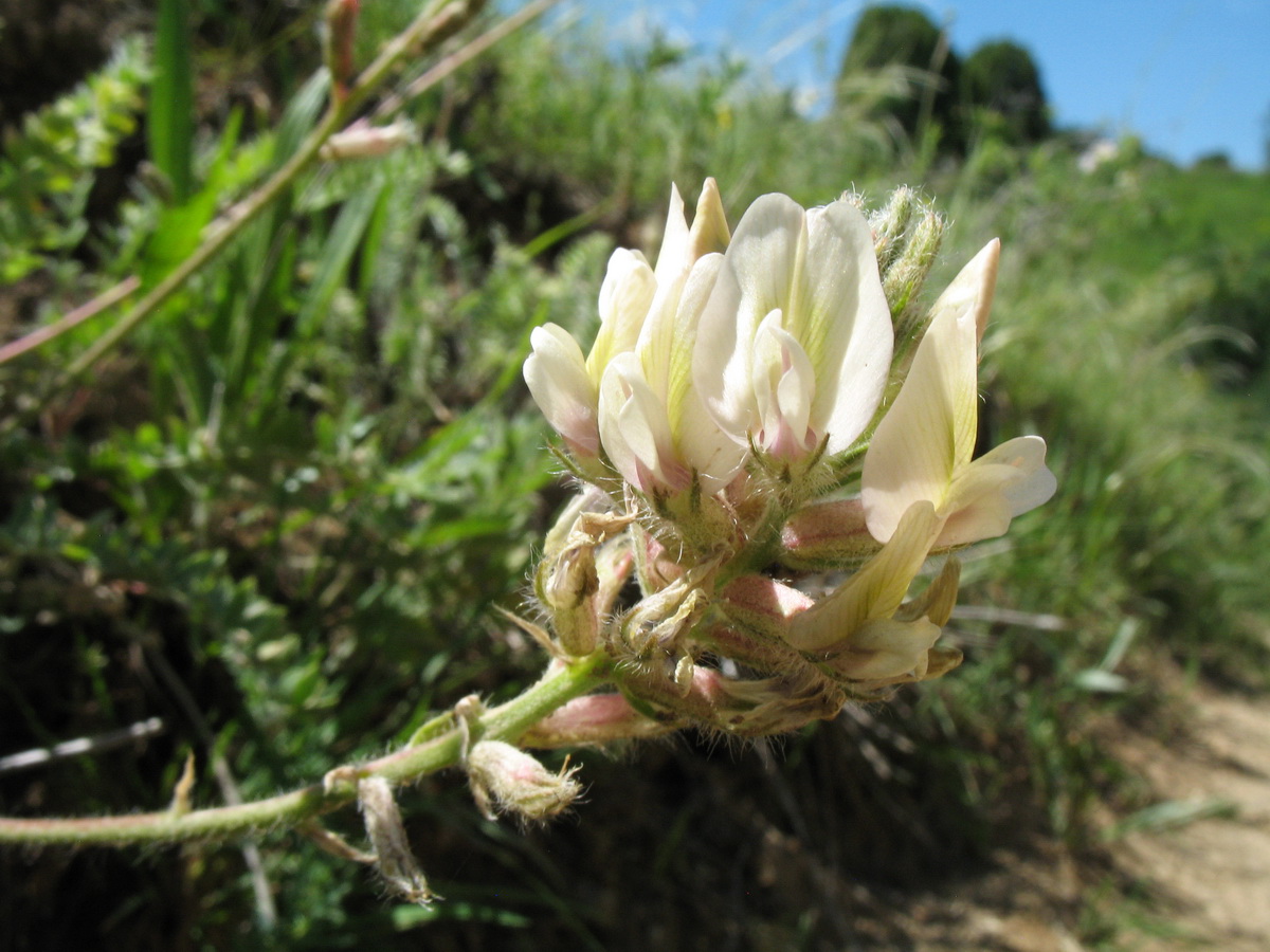 Image of Oxytropis aulieatensis specimen.