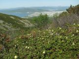 Rhododendron aureum