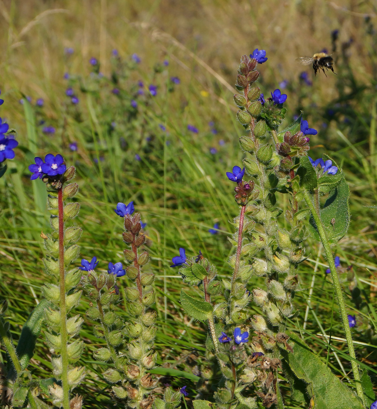 Image of Anchusa officinalis specimen.