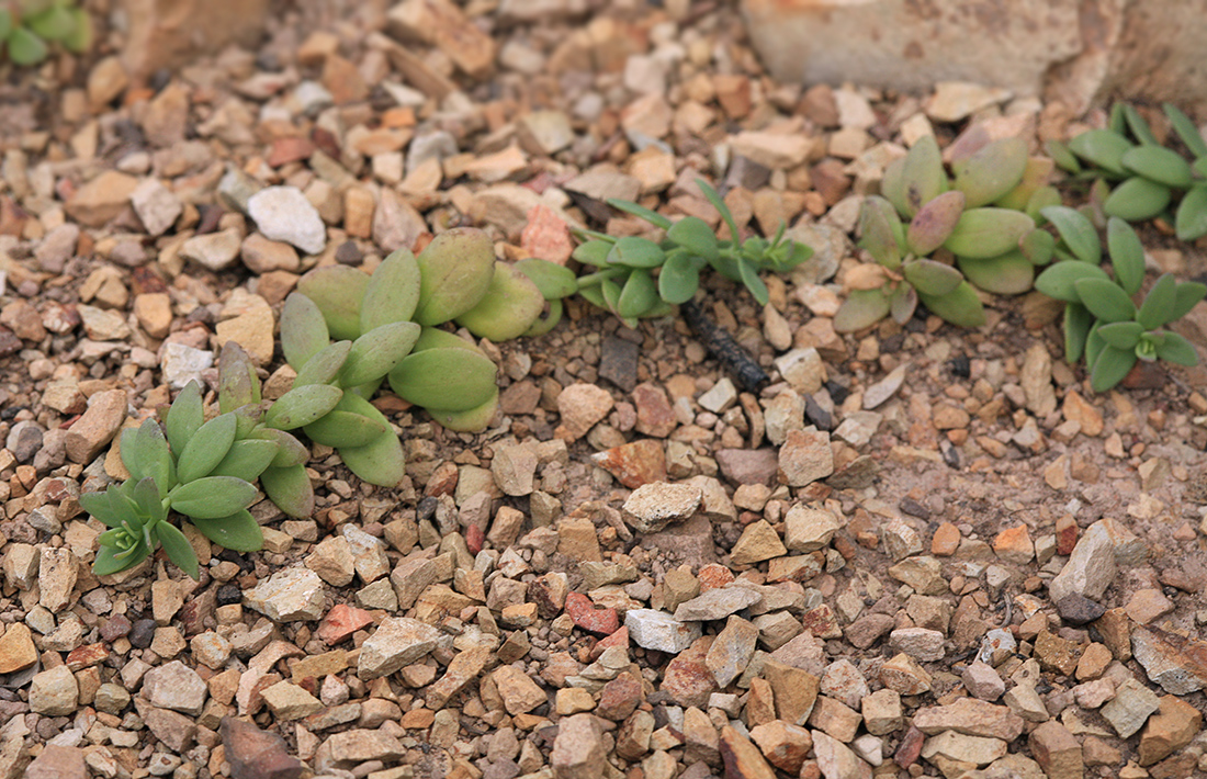 Image of Linaria japonica specimen.