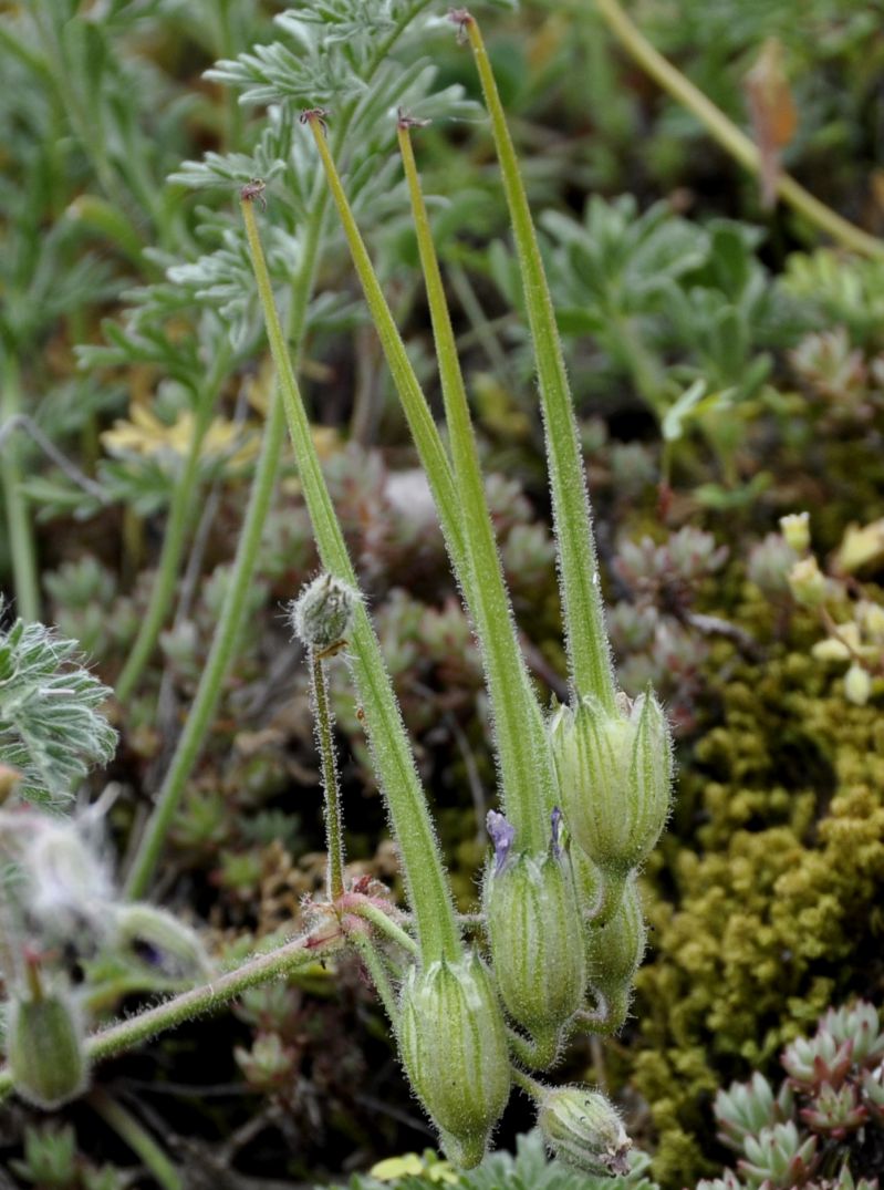 Изображение особи Erodium absinthoides.