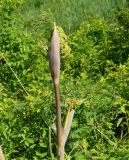 Ferula songarica. Верхушка побега с нераскрывшимся соцветием. Восточный Казахстан, Кокпектинский р-н, 25 км в горы от с. Пантелеймоновка, просека в лесу, ок. 1000 м н.у.м. 13.06.2016.