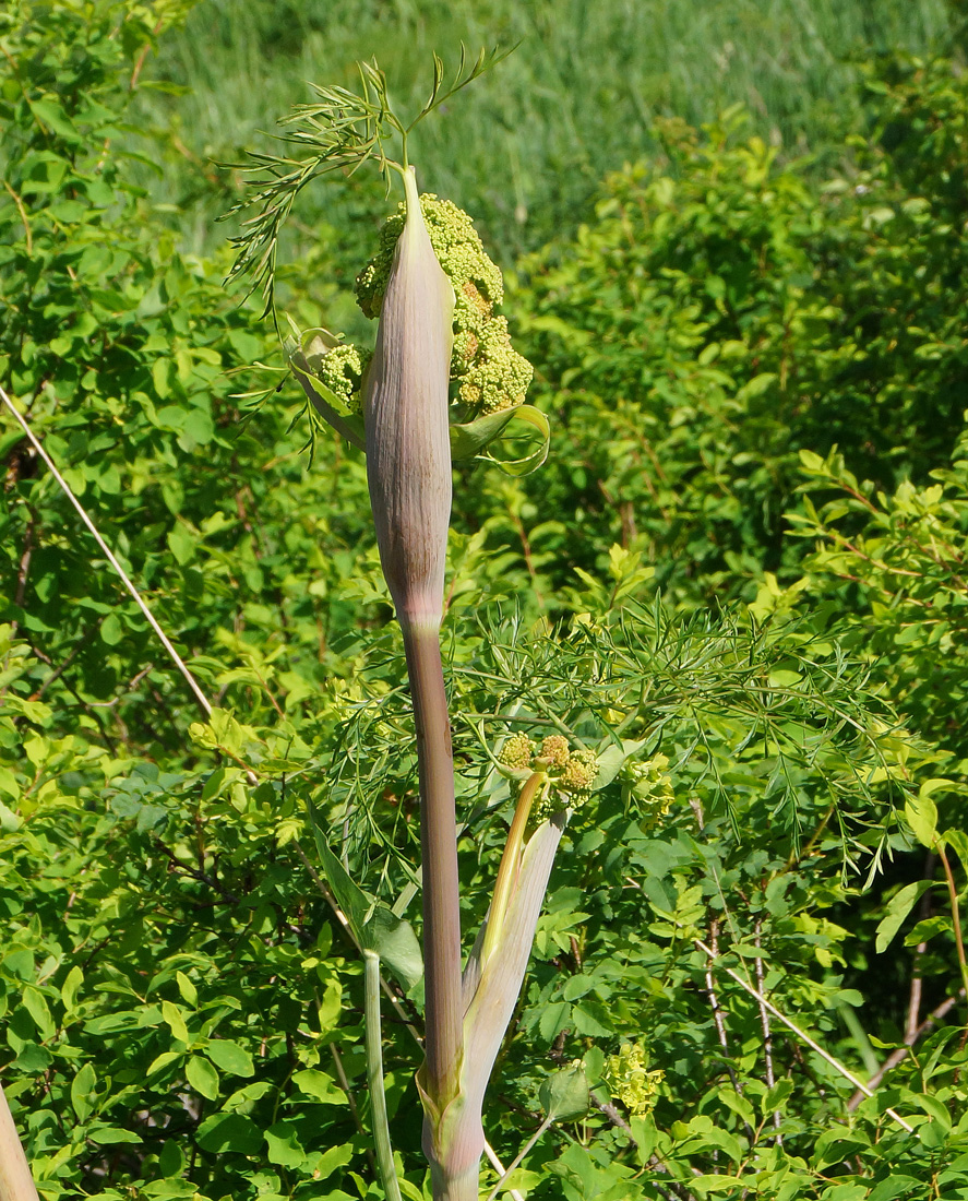Изображение особи Ferula songarica.