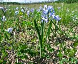 Hyacinthella pallasiana