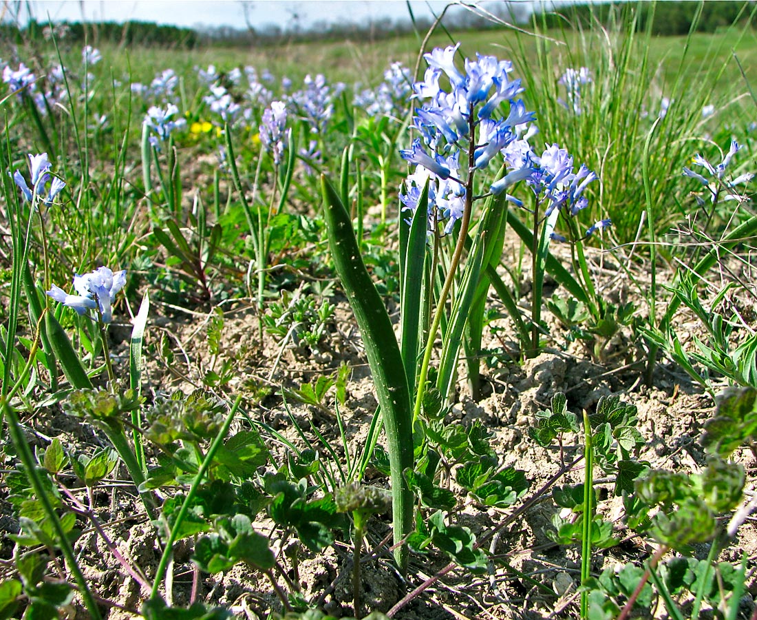 Изображение особи Hyacinthella pallasiana.