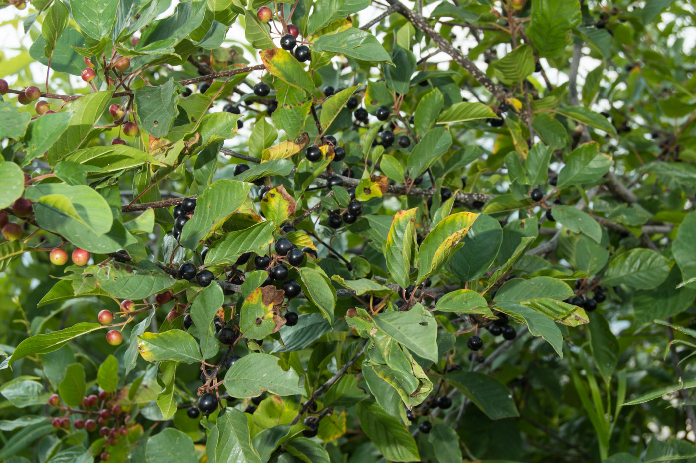 Image of Frangula alnus specimen.