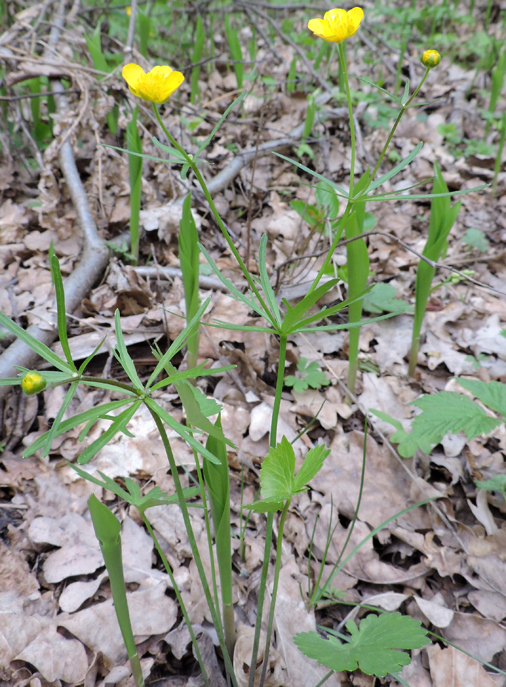 Image of genus Ranunculus specimen.