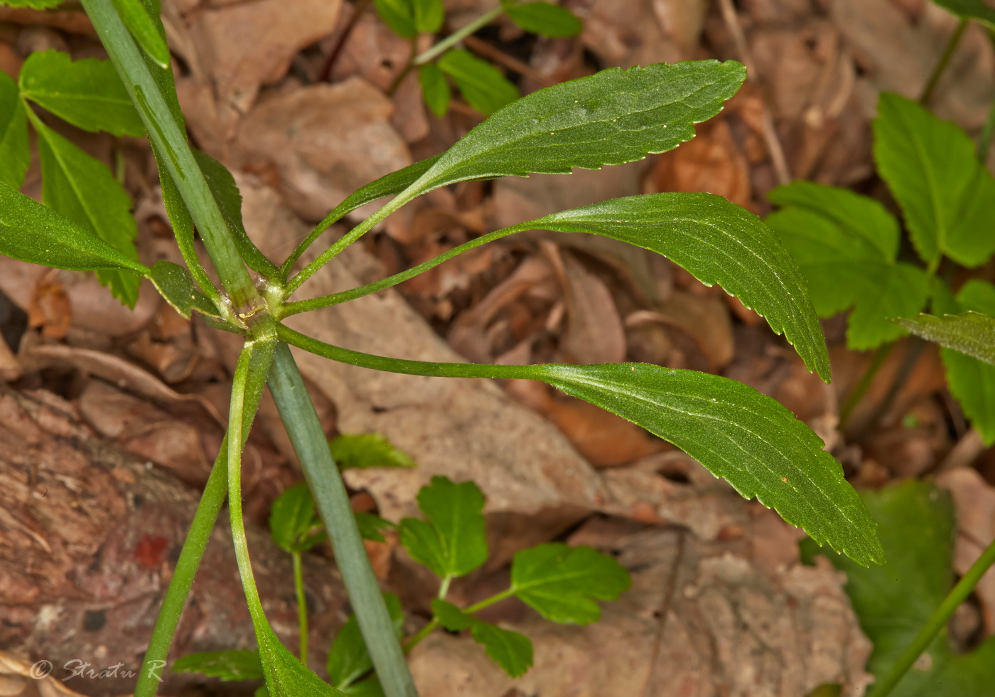 Image of genus Ranunculus specimen.