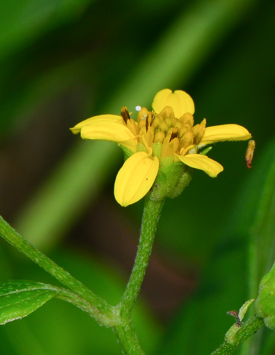 Image of Melanthera biflora specimen.