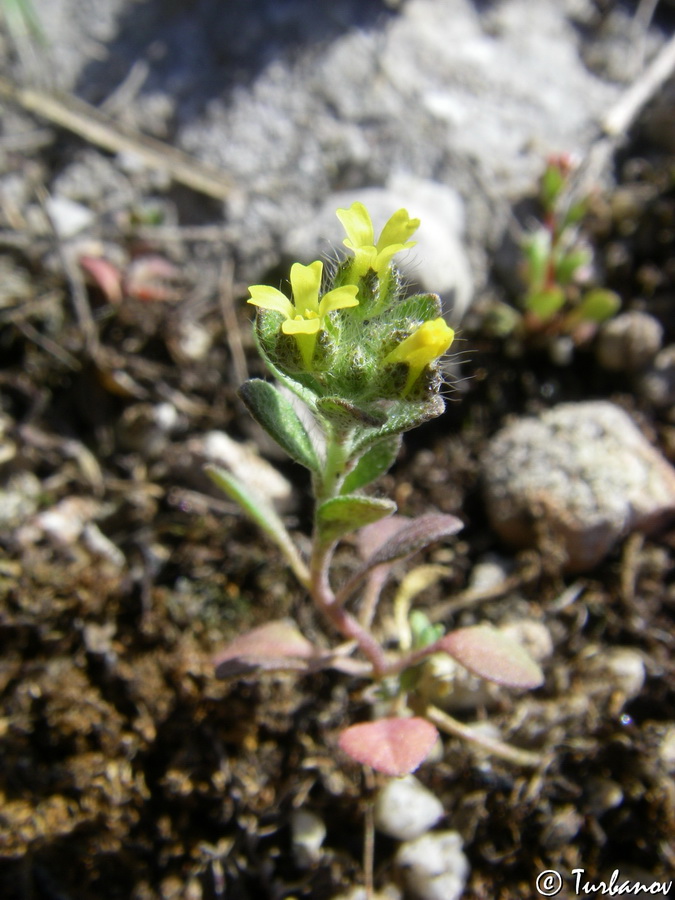 Image of Alyssum hirsutum specimen.