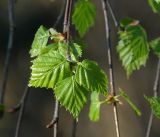 Betula pendula