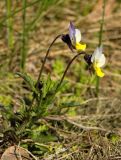 Viola tricolor. Цветущие растения. Финляндия, Хельсинки, Пихлаямяки, скальное обнажение. 19 мая 2017 г.