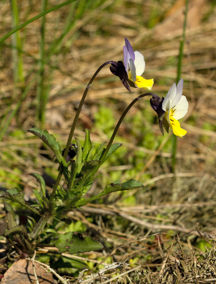 Изображение особи Viola tricolor.