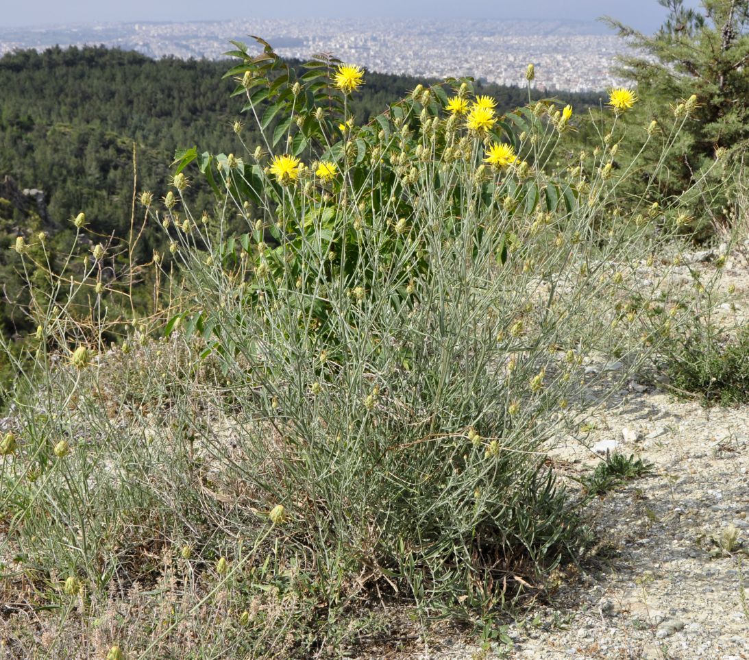 Image of Centaurea salonitana specimen.