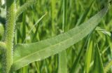 Anchusa azurea. Часть побега. Ростовская обл., Неклиновский р-н, Васильево-Ханжоновское с/п, в балке Сухой Еланчик на лугу. 30.05.2017.