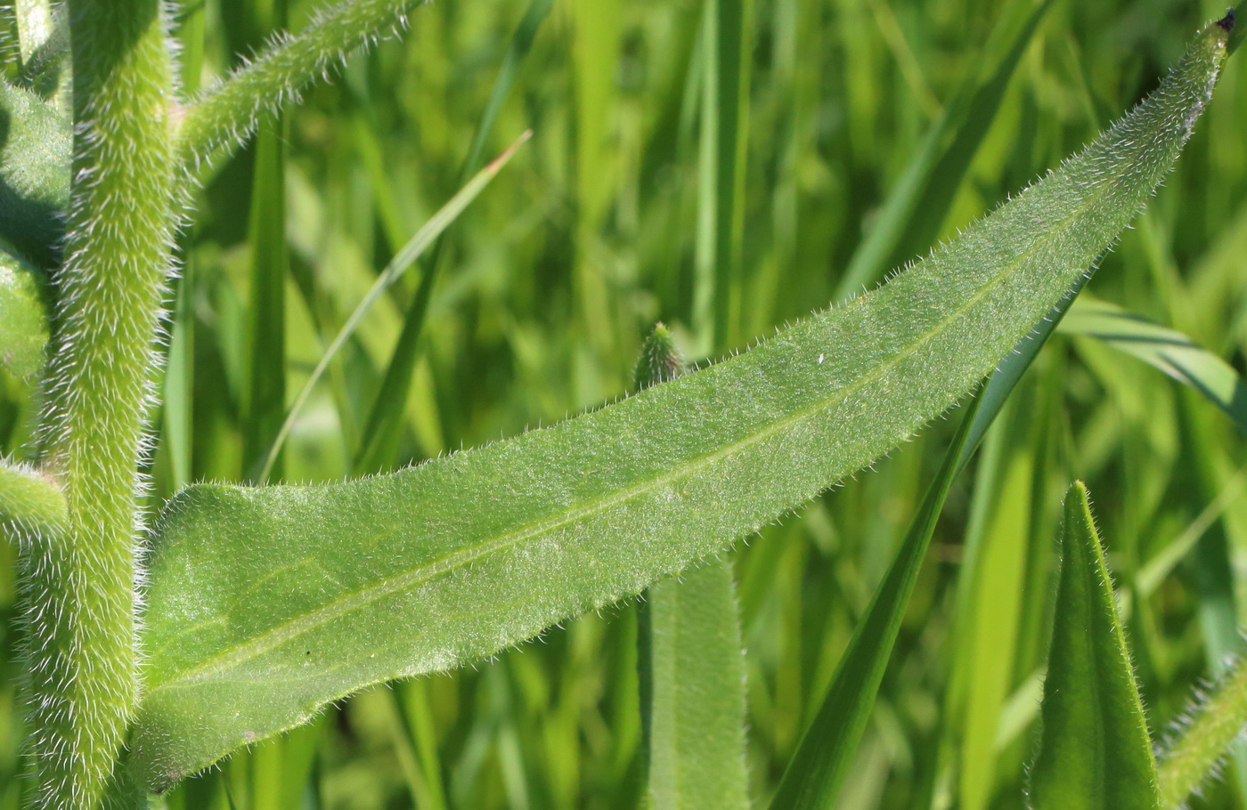 Изображение особи Anchusa azurea.