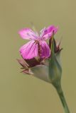 Dianthus andrzejowskianus. Соцветие. Ростовская обл., Красносулинский р-н, окр. хут. Зайцевка, степь на скальных выступах правого берега р. Кундрючья. 28.05.2017.