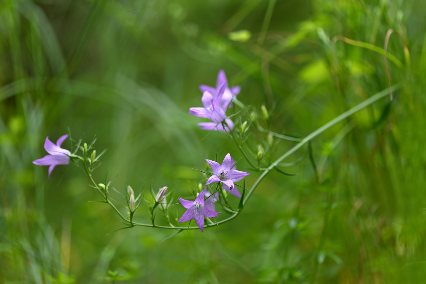 Image of Campanula rapunculus specimen.