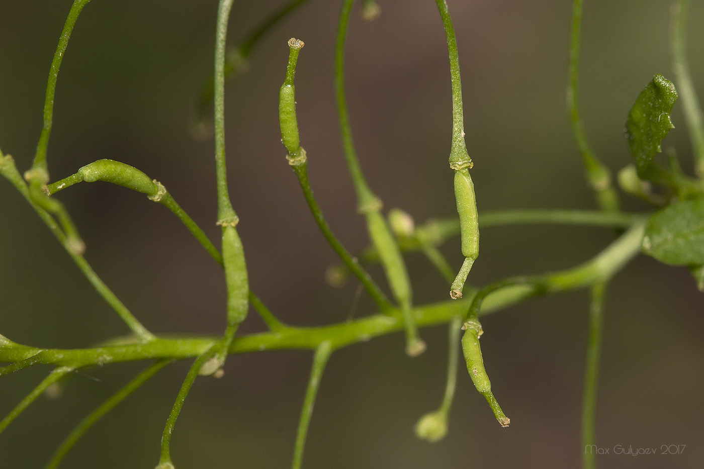 Image of genus Rorippa specimen.