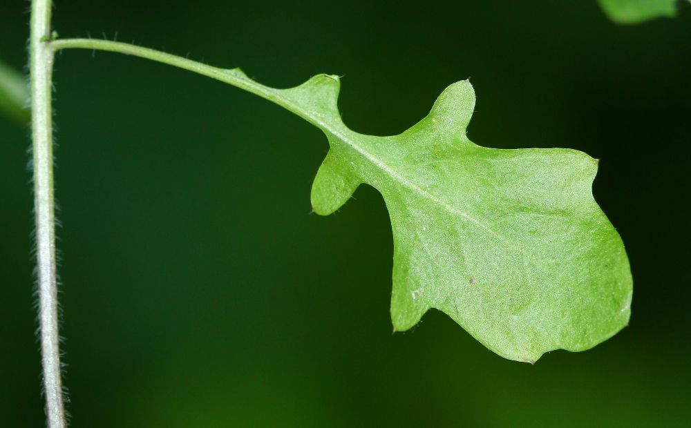 Image of Arabidopsis gemmifera specimen.