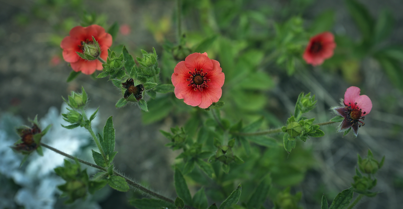 Изображение особи Potentilla nepalensis.