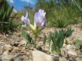 Astragalus tibetanus. Цветущее растение. Южный Казахстан, Таласский Алатау, запов. Аксу-Жабаглы, ущ. Улькен-Каинды, выс. 1980 м н.у.м., на краю тропы у ручья Исбала. 15 июля 2017 г.