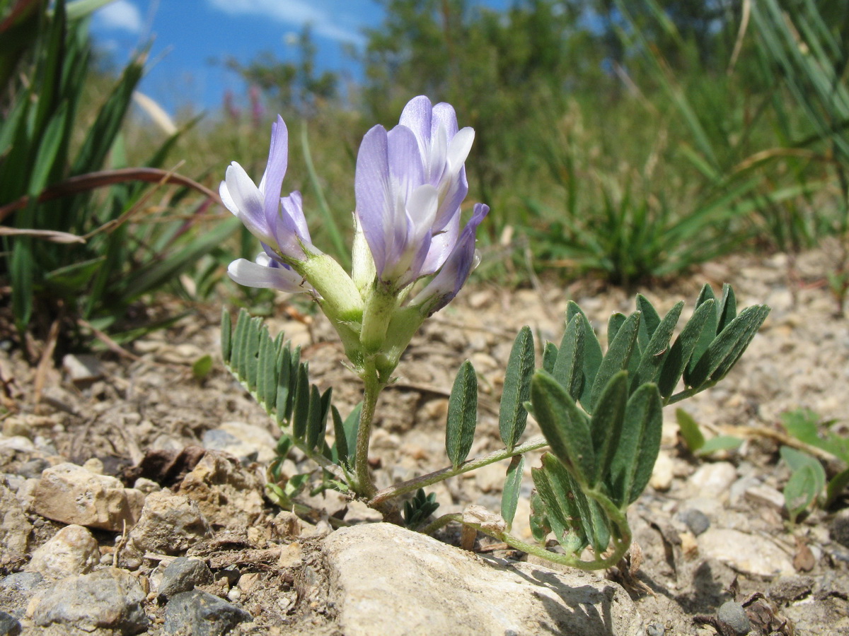 Изображение особи Astragalus tibetanus.