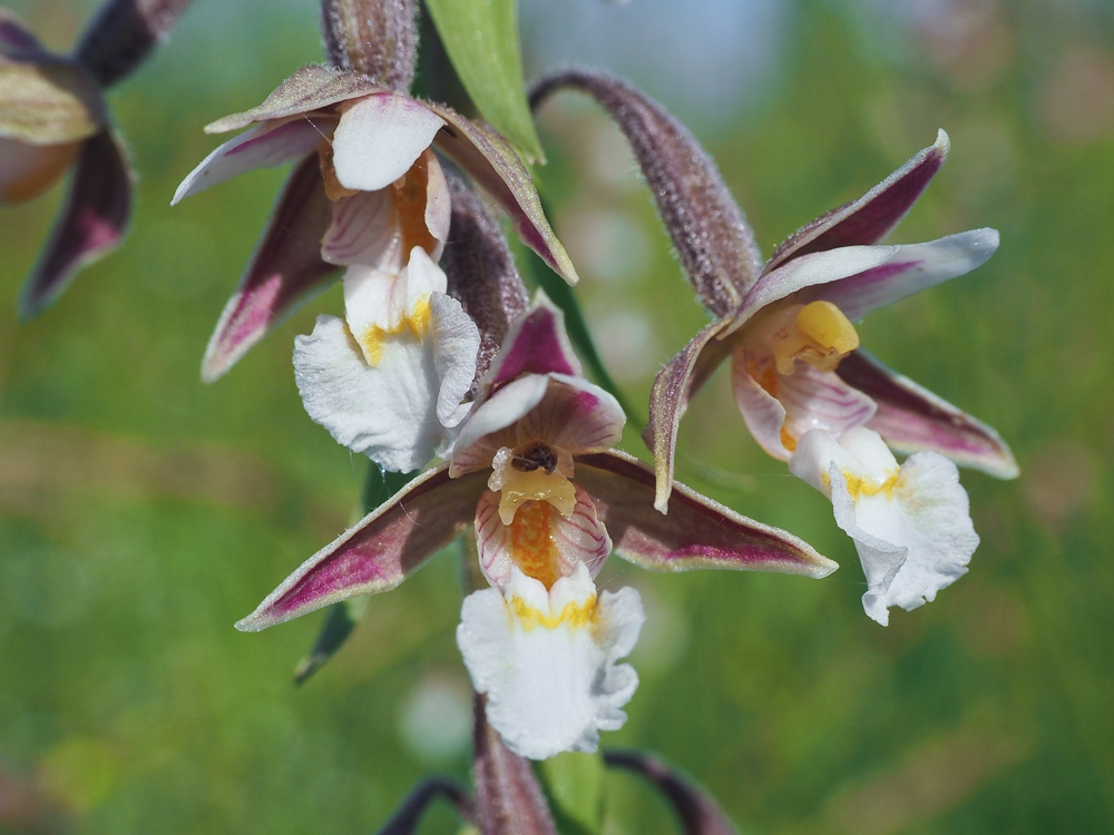 Изображение особи Epipactis palustris.