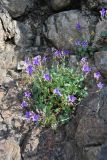 Campanula bayerniana