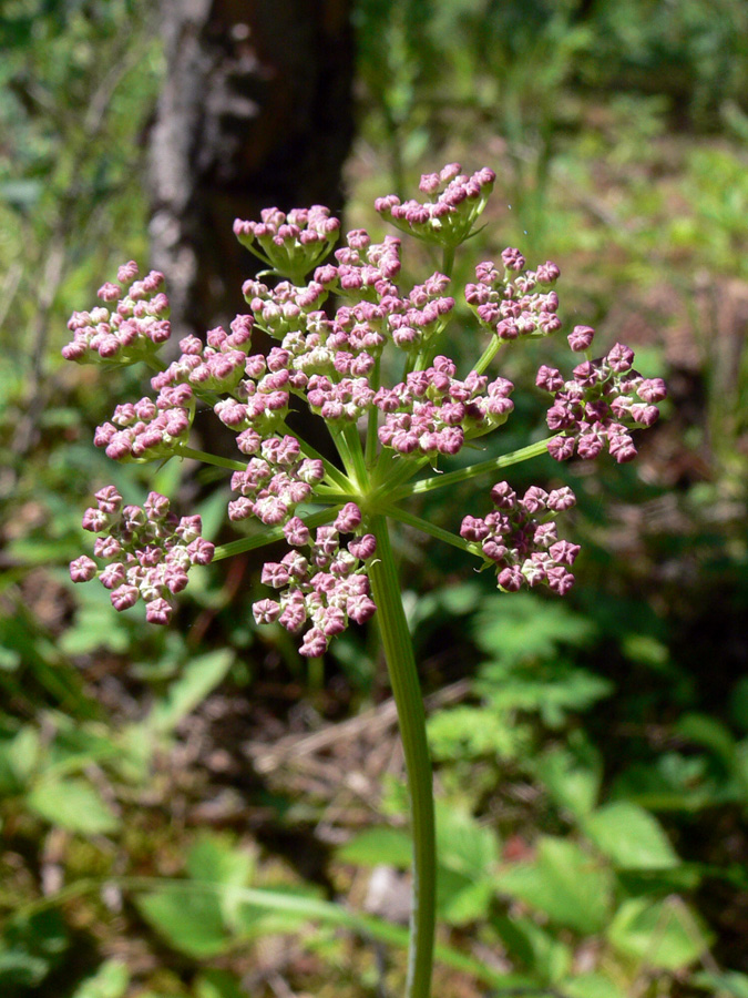 Image of Pimpinella saxifraga specimen.