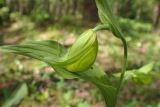 Cypripedium calceolus