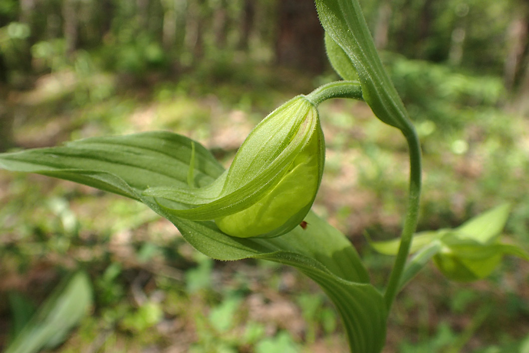Изображение особи Cypripedium calceolus.
