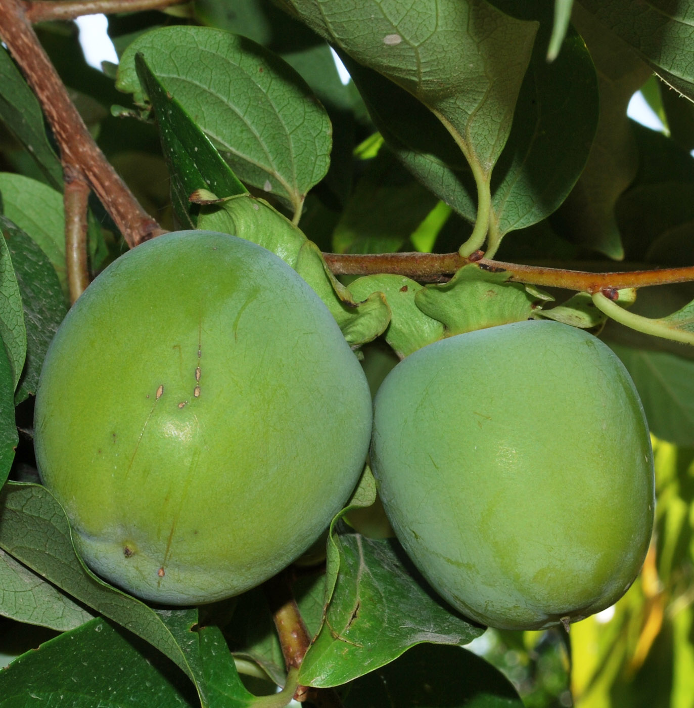 Image of Diospyros kaki specimen.