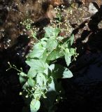 Image of specimen