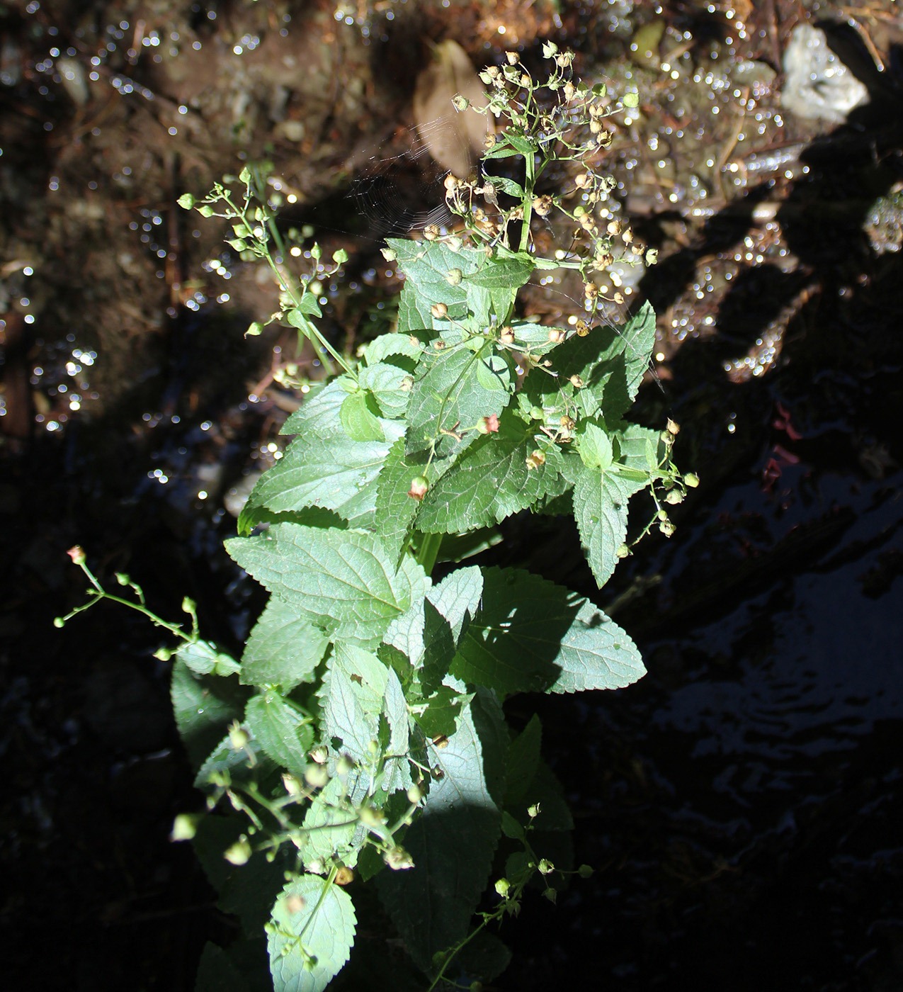 Изображение особи Scrophularia czernjakowskiana.