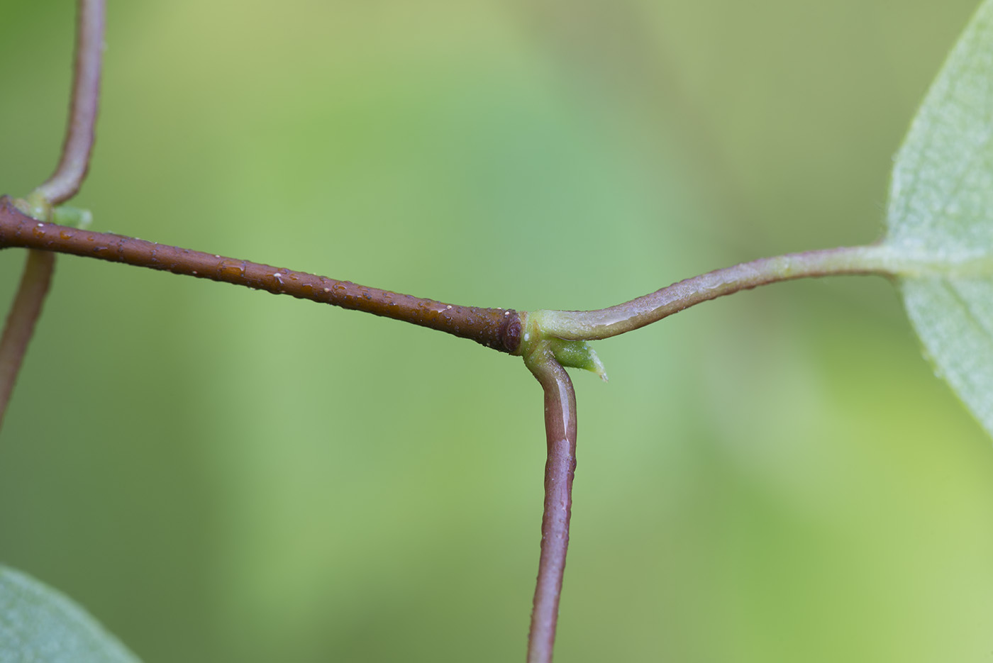 Image of Betula × aurata specimen.