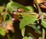 Bignonia capreolata