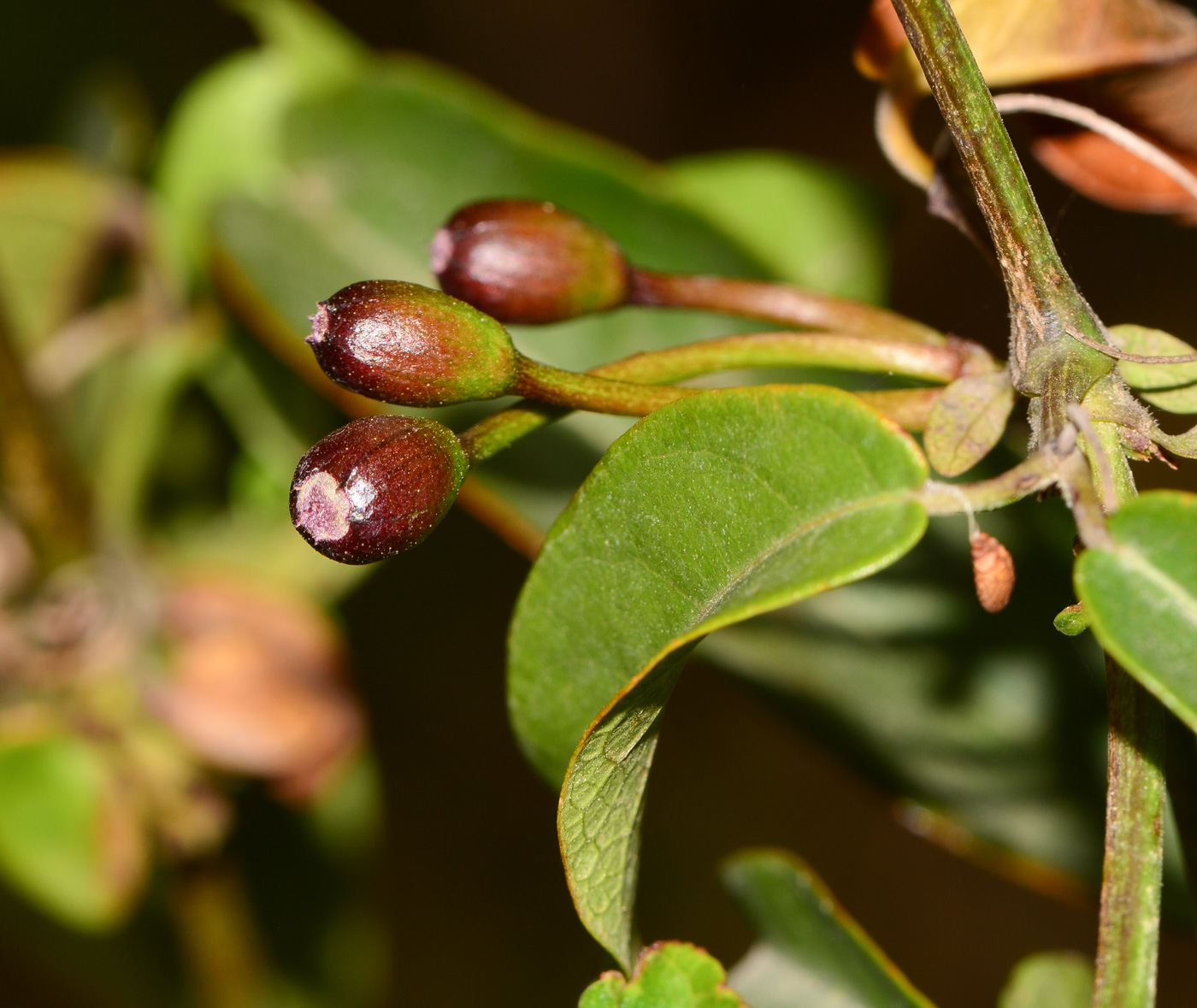 Изображение особи Bignonia capreolata.