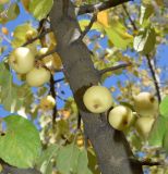 Malus domestica. Часть ствола дерева с плодами. Узбекистан, Ташкентская обл., зап. отр. Чаткальского хр., окр. кишлака Учтерак, обочина дороги. 26.09.2017.