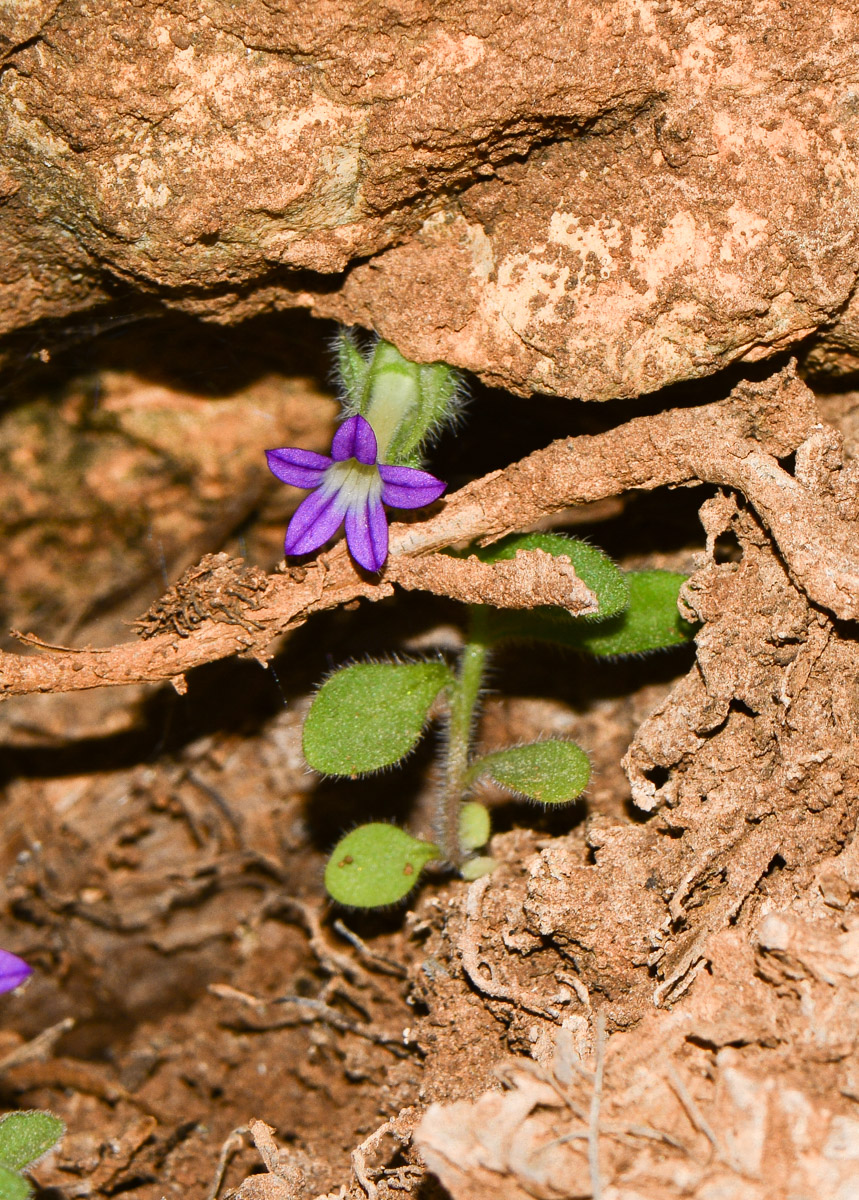 Image of Campanula hierosolymitana specimen.