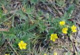 Potentilla tergemina. Побег с цветками. Бурятия, окр. Улан-Удэ. 14.07.2009.