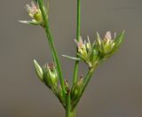 Juncus decipiens