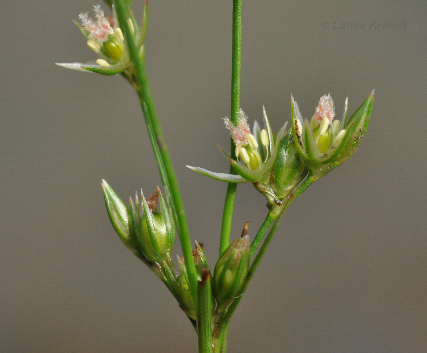 Image of Juncus decipiens specimen.