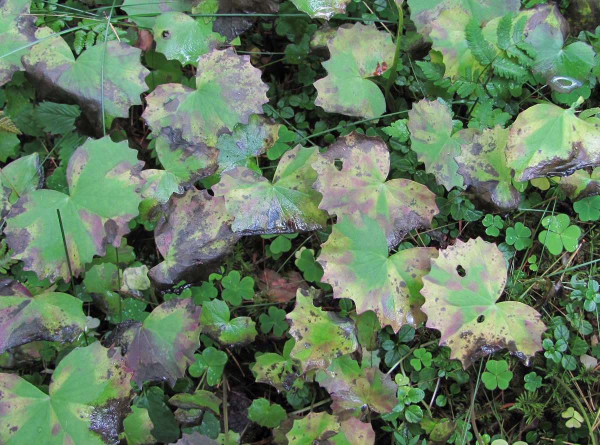 Изображение особи Dolichorrhiza renifolia.