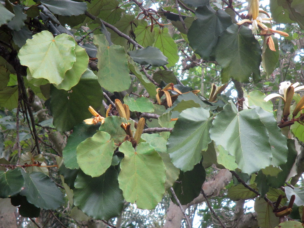 Image of Pterospermum acerifolium specimen.