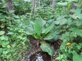 Lysichiton camtschatcensis