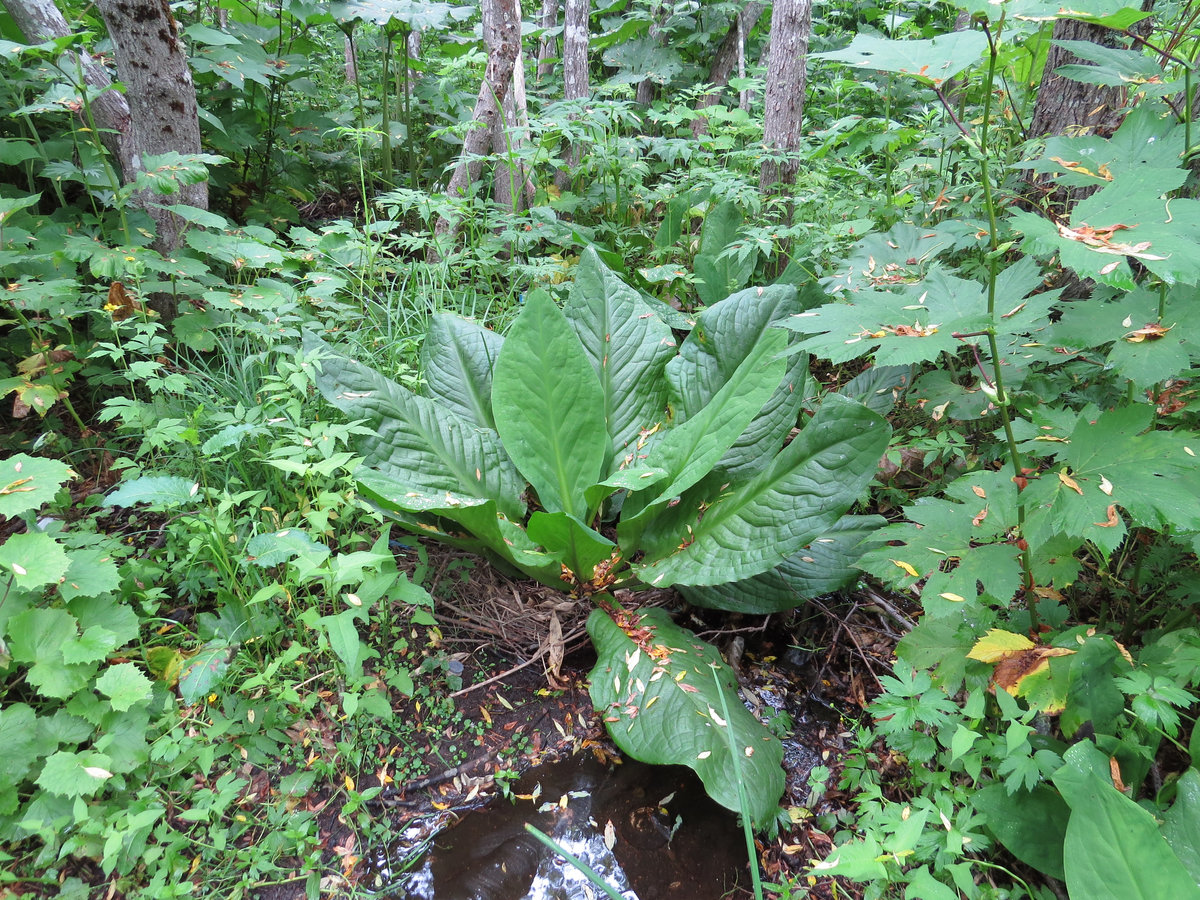 Изображение особи Lysichiton camtschatcensis.