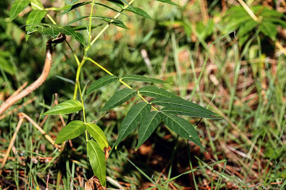 Изображение особи Ailanthus altissima.